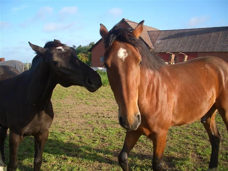 Dansk Varmblod Bakkebo´s Le´ Moni- Rip smukke limse ?? billede 7