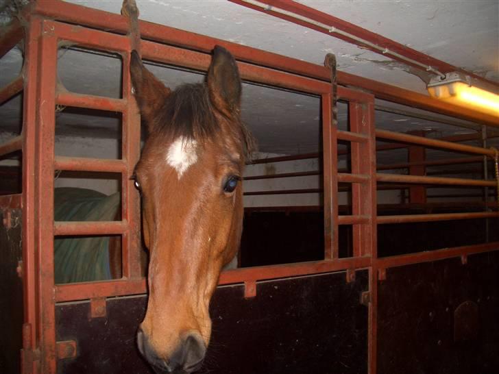 Dansk Varmblod Bakkebo´s Le´ Moni- Rip smukke limse ?? billede 8