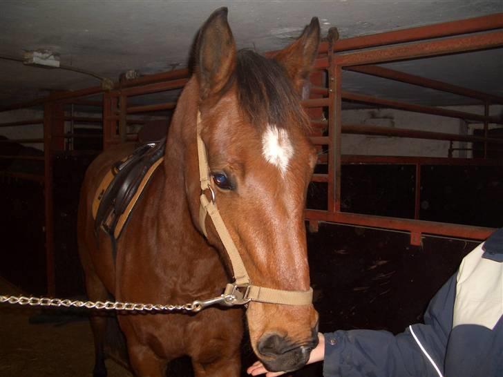 Dansk Varmblod Bakkebo´s Le´ Moni- Rip smukke limse ?? billede 9