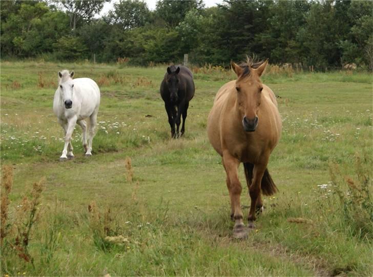 Anden særlig race Kaliff billede 2