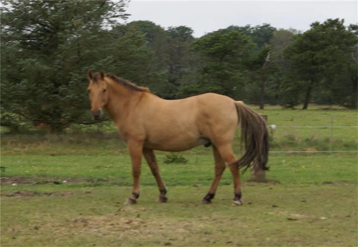 Anden særlig race Kaliff billede 3