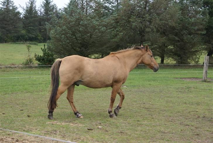 Anden særlig race Kaliff billede 4