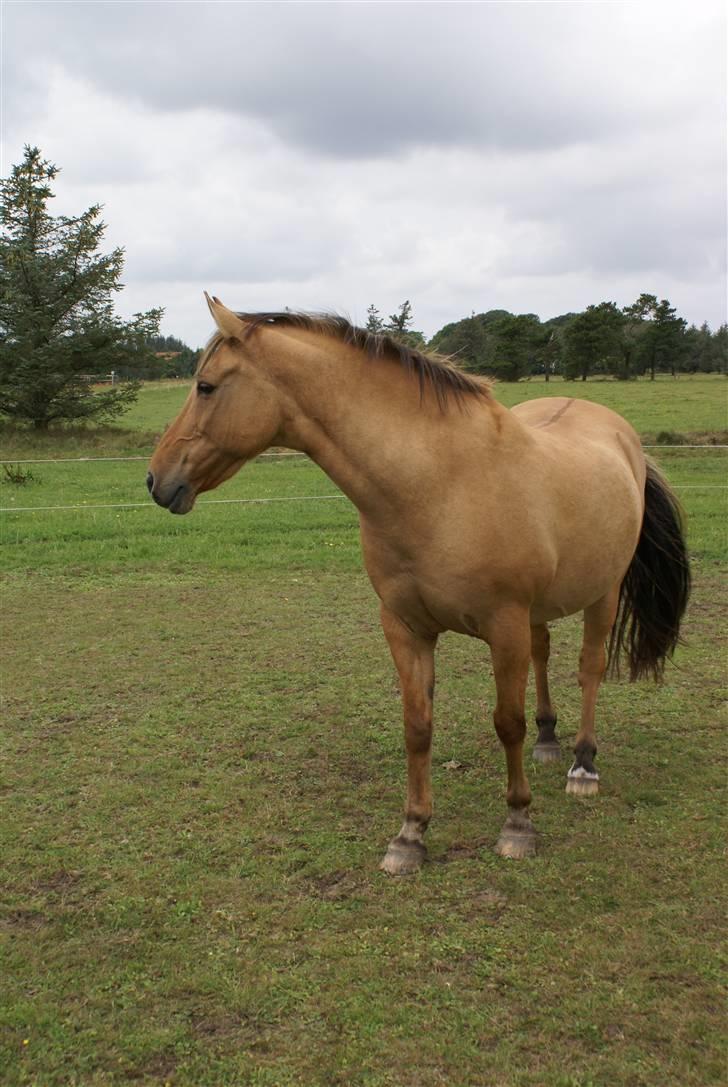 Anden særlig race Kaliff billede 5