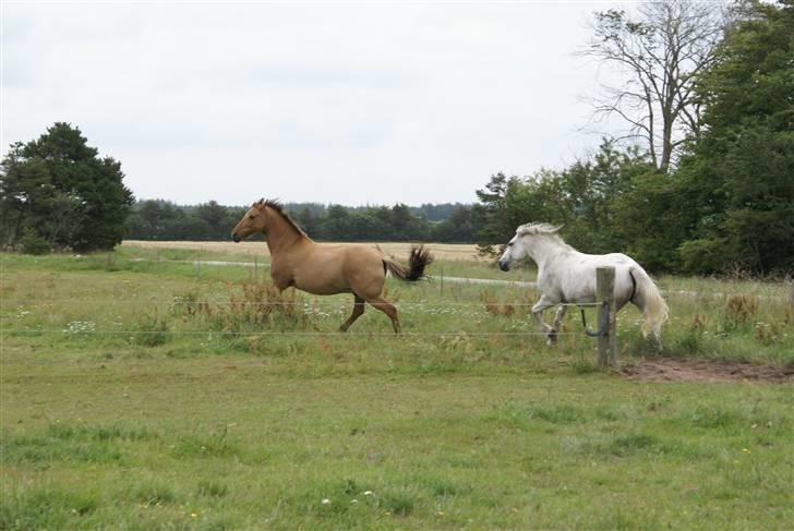 Anden særlig race Kaliff billede 6
