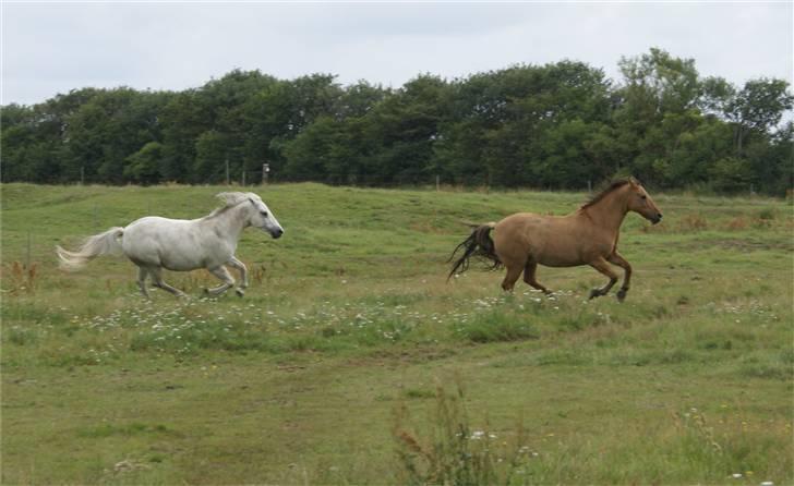 Anden særlig race Kaliff billede 9