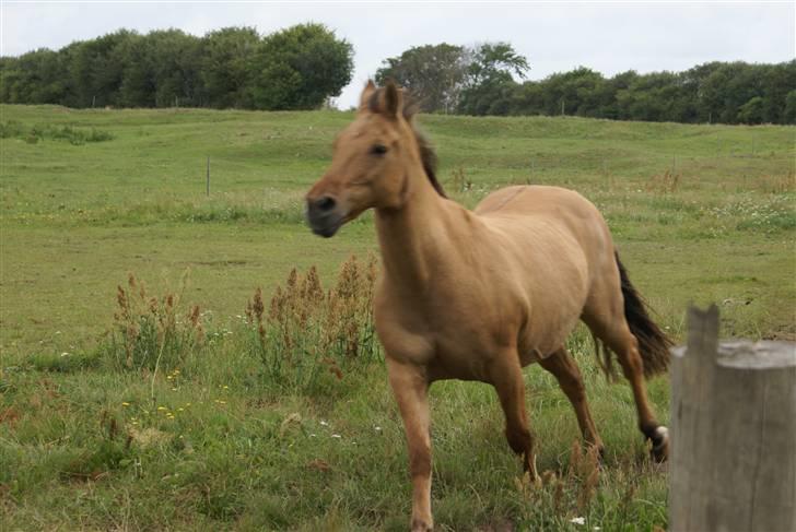 Anden særlig race Kaliff billede 10