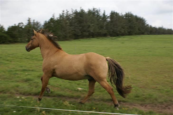 Anden særlig race Kaliff billede 11