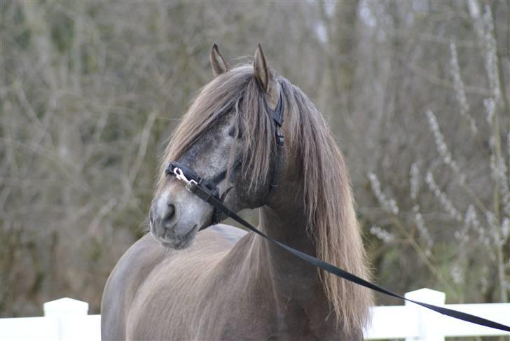 Pura Raza Española Maximus Z of Rohan billede 16