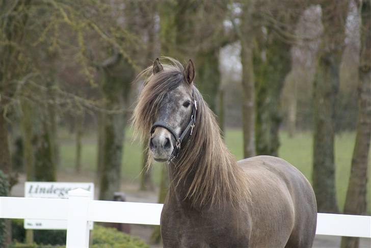 Pura Raza Española Maximus Z of Rohan billede 17