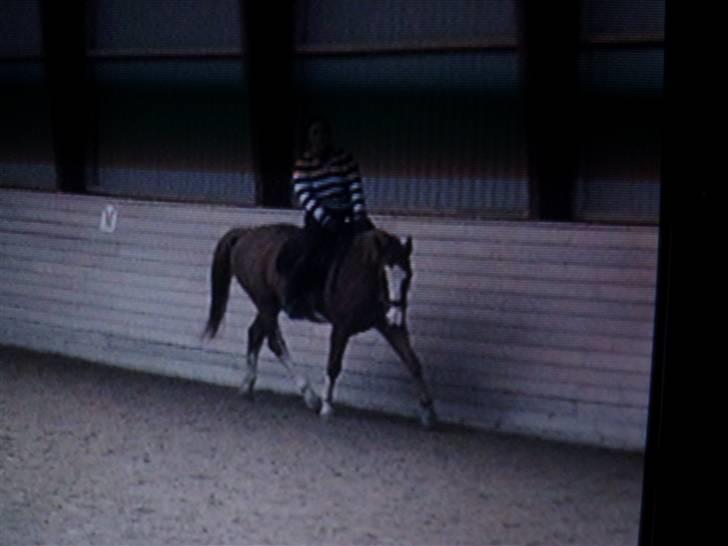 Dansk Varmblod Red' magic   R.I.P. billede 14