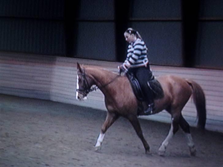 Dansk Varmblod Red' magic   R.I.P. billede 15