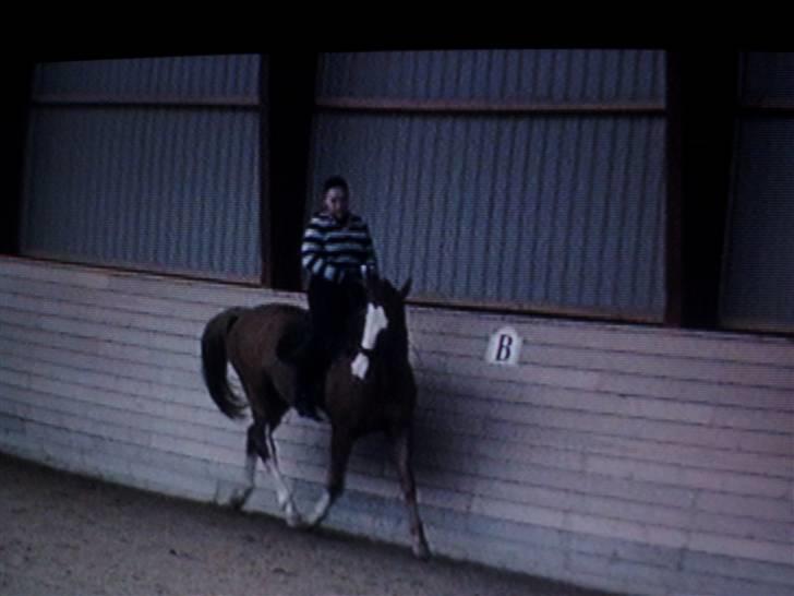 Dansk Varmblod Red' magic   R.I.P. billede 16