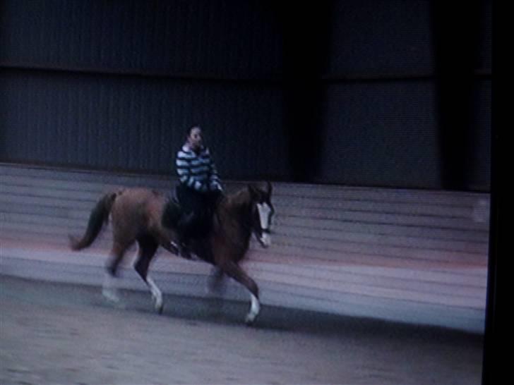 Dansk Varmblod Red' magic   R.I.P. billede 17