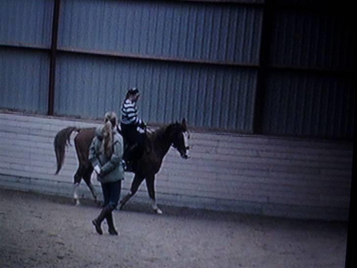 Dansk Varmblod Red' magic   R.I.P. billede 18