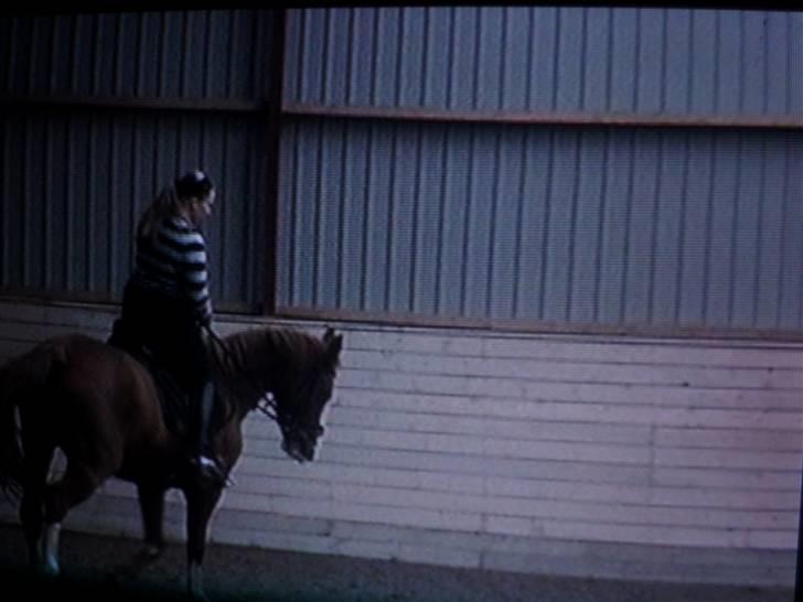 Dansk Varmblod Red' magic   R.I.P. billede 19