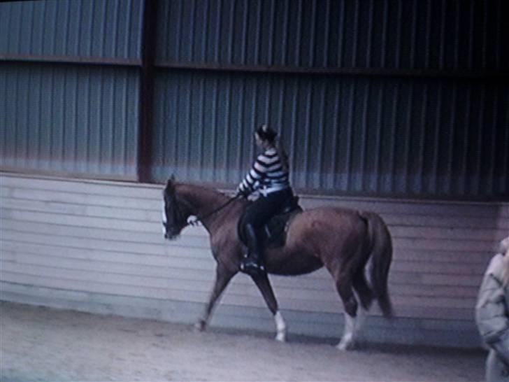 Dansk Varmblod Red' magic   R.I.P. billede 20