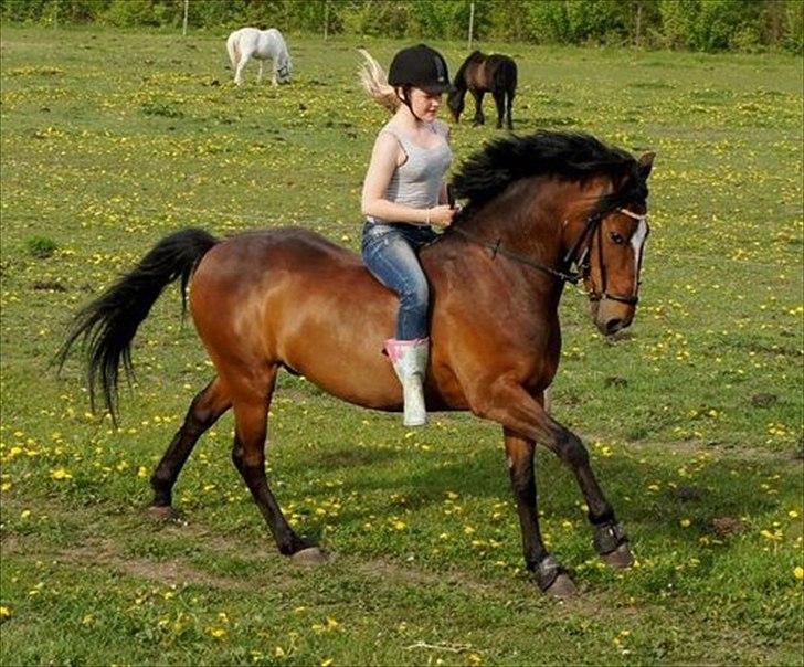 New Forest Mastwood Honeymoon - I hjertet gemt, men aldrig glemt. Min solstråle! :') billede 9