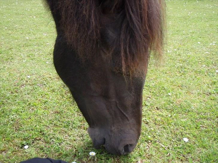 Islænder Perla fra Villaknot - Sommer fritzel.. :) billede 11