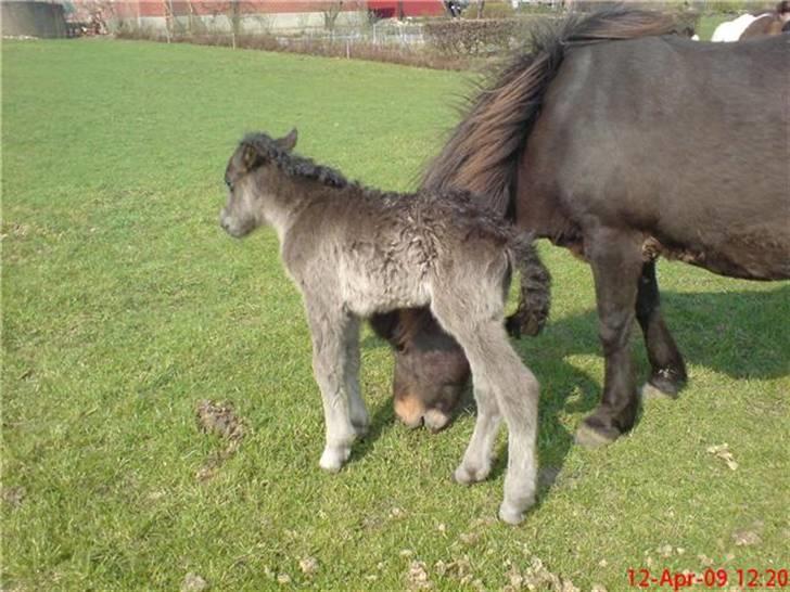 Islænder Perla fra Villaknot - Få timer efter hun er født billede 20