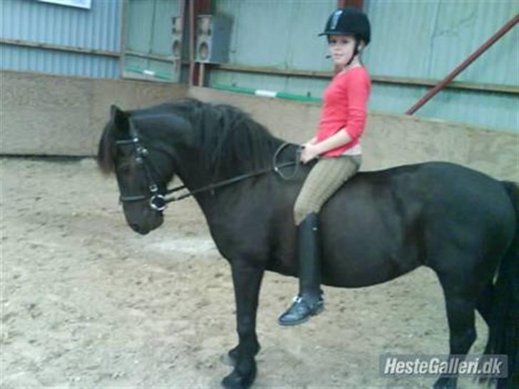 Welsh Cob (sec D) Chalfont Lisanja - Part - For meget lang tid siden, næsten lige da jeg havde fået part i hende :) foto: Ea. billede 2