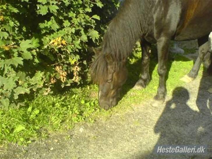 Welsh Cob (sec D) Chalfont Lisanja - Part - Lisanja<3 foto: mig. billede 3