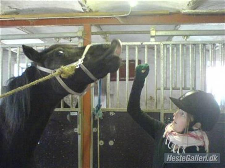 Welsh Cob (sec D) Chalfont Lisanja - Part - Lisanja smiler :D foto: Anne. billede 4