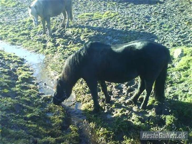 Welsh Cob (sec D) Chalfont Lisanja - Part - Lisanja på fold. foto: Sandra. billede 5