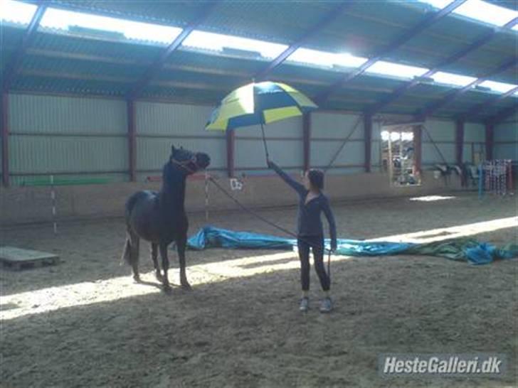 Welsh Cob (sec D) Chalfont Lisanja - Part - foto: Joan. billede 6