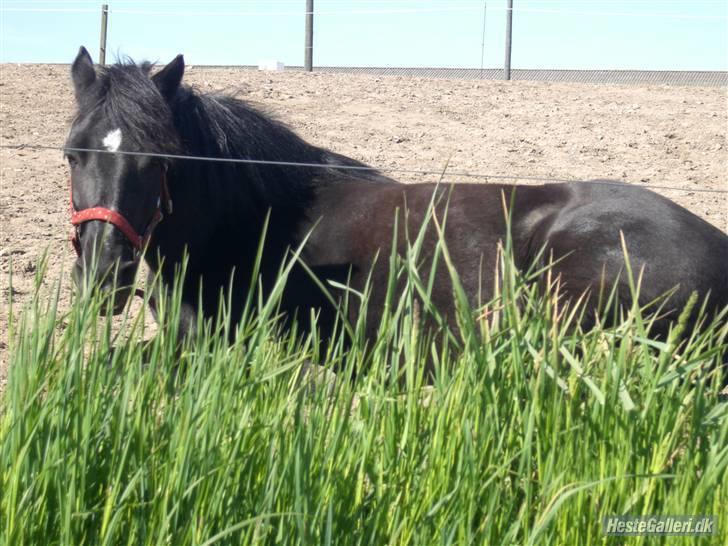 Welsh Cob (sec D) Chalfont Lisanja - Part - foto: Josephine billede 7