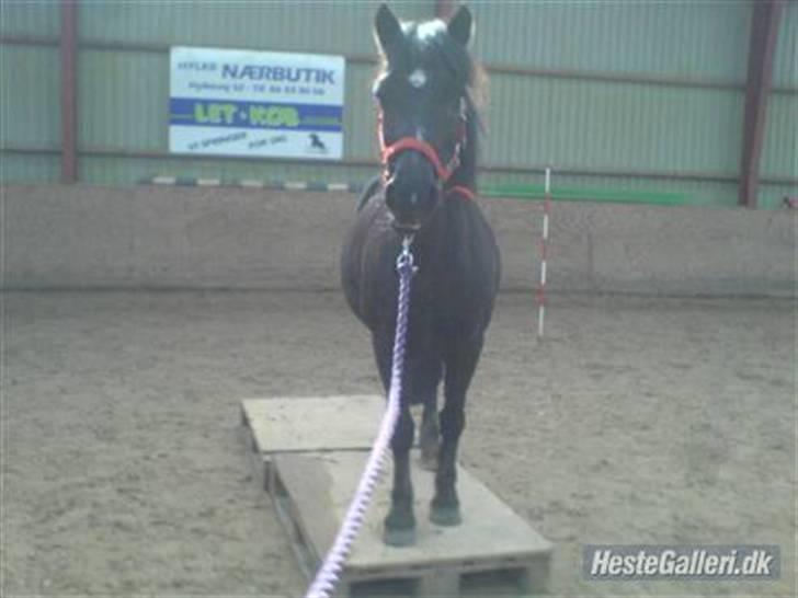 Welsh Cob (sec D) Chalfont Lisanja - Part - foto: Mig. billede 8