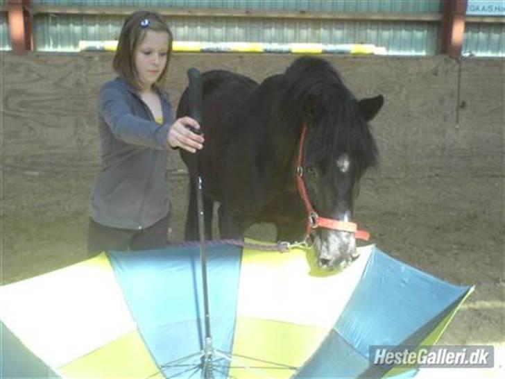 Welsh Cob (sec D) Chalfont Lisanja - Part - Paraplyen er lidt farlig :p foto: Joan. billede 9