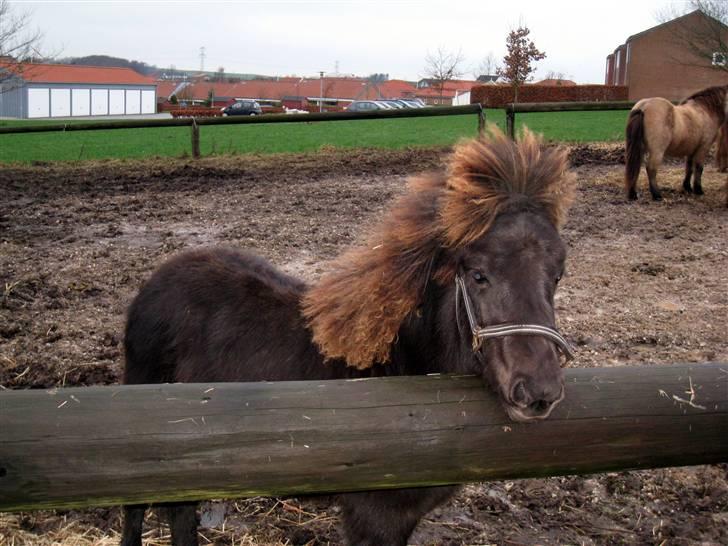 Islænder Perla fra Villaknot - 5/12-09  billede 16