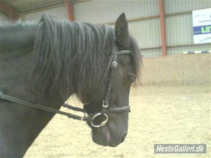Welsh Cob (sec D) Chalfont Lisanja - Part billede 10