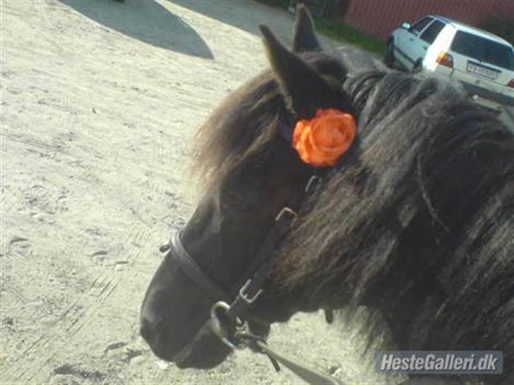 Welsh Cob (sec D) Chalfont Lisanja - Part - foto: Mig, billede 11
