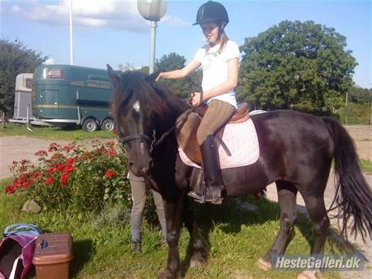 Welsh Cob (sec D) Chalfont Lisanja - Part - På parkerings pladsen. Foto: Caroline. billede 12