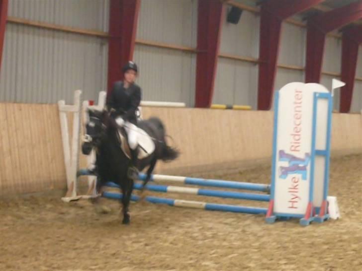 Welsh Cob (sec D) Chalfont Lisanja - Part - Springstævne - Lcmin. Foto: min mor. billede 13