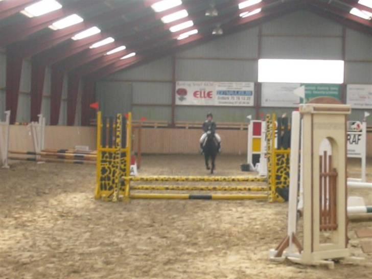 Welsh Cob (sec D) Chalfont Lisanja - Part - Springstævne - Lc. Foto min mor. billede 14