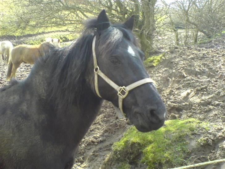 Welsh Cob (sec D) Chalfont Lisanja - Part - Lisanja på fold. Foto: mig. billede 15