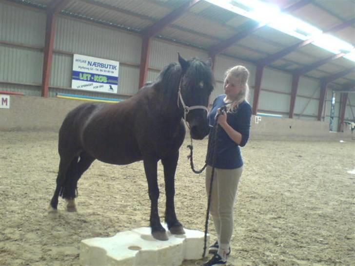 Welsh Cob (sec D) Chalfont Lisanja - Part - Lisanja og Thit, Foto: Mig. billede 16