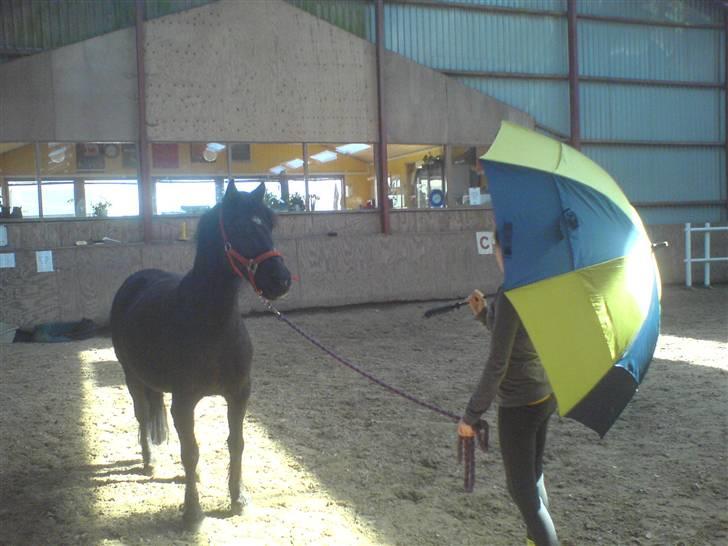 Welsh Cob (sec D) Chalfont Lisanja - Part - Paraply. Foto: Joan. billede 17