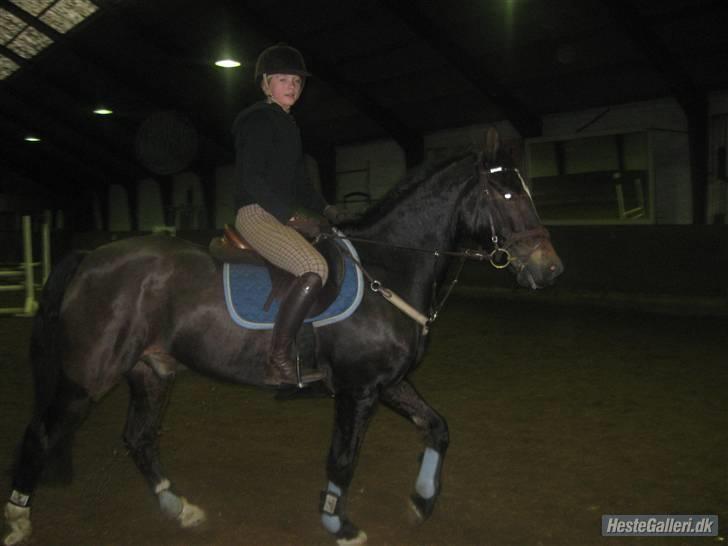 Anden særlig race Irish Fantasy b-pony - til spring træning Foto:Matilde billede 15