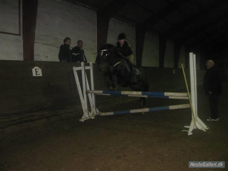 Anden særlig race Irish Fantasy b-pony - til spring træning Foto:Matilde billede 16