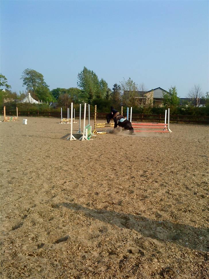 Welsh Cob (sec D) Chalfont Lisanja - Part - typisk lisanja d: billede 18