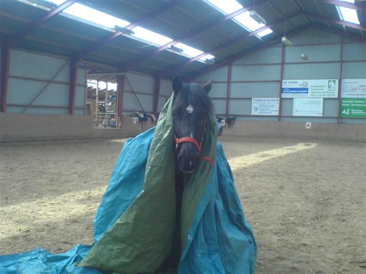 Welsh Cob (sec D) Chalfont Lisanja - Part - foto: Mig. billede 19