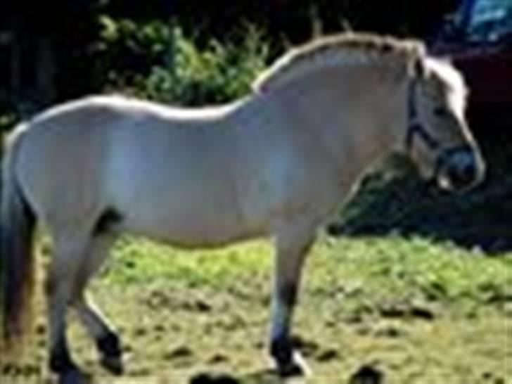 Anden særlig race tundhild (: . R.I.P :-(  - smukke pige (: Fotograf : Katrine. billede 18