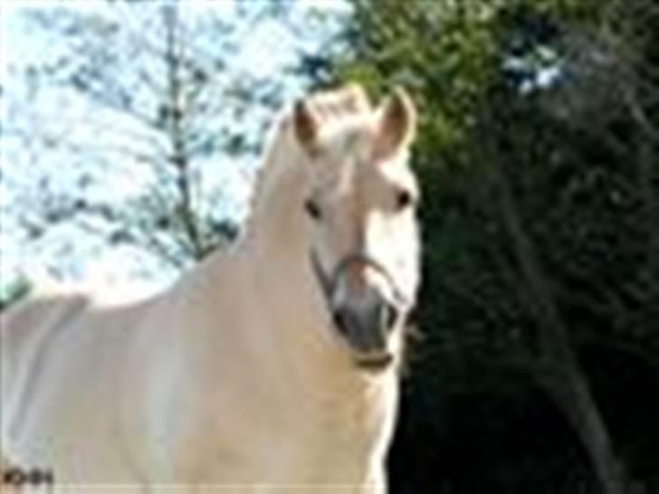 Anden særlig race tundhild (: . R.I.P :-(  - du er noget helt specialt trunte (: JEG ELSKER DIG fotograf : Katrine billede 19