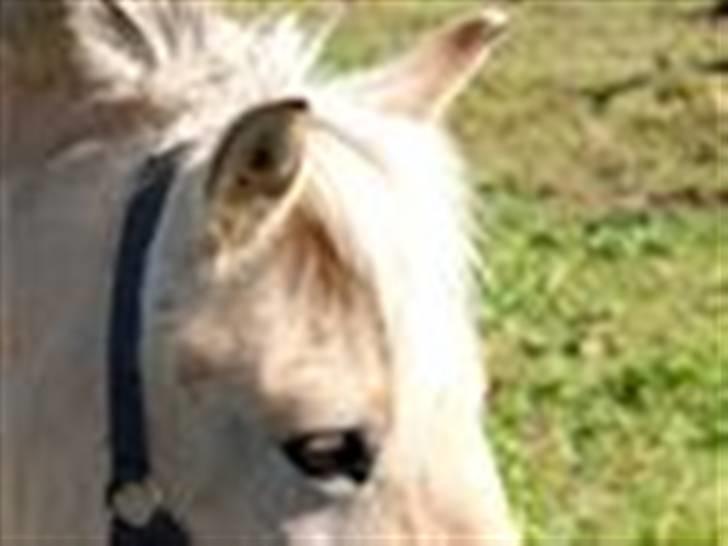 Anden særlig race tundhild (: . R.I.P :-(  - Tak for kigget smid gerne en bedømmelse (:  billede 20