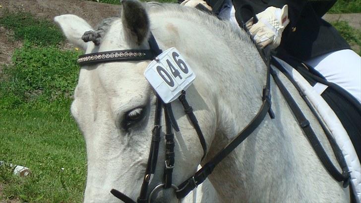 Welsh Pony (sec B) Bugsy Malone (savnet.) billede 7
