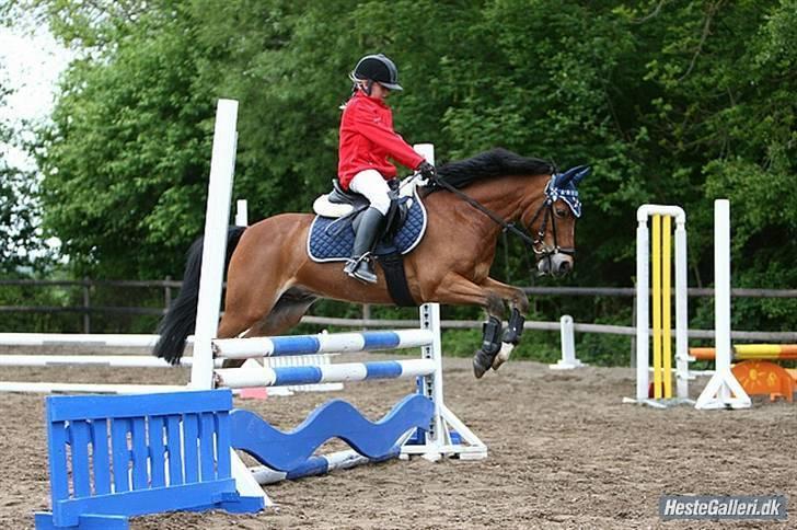 Anden særlig race Laban |*Mit ét og alt<3*| - Han springer som en drøm Foto CT foto billede 13