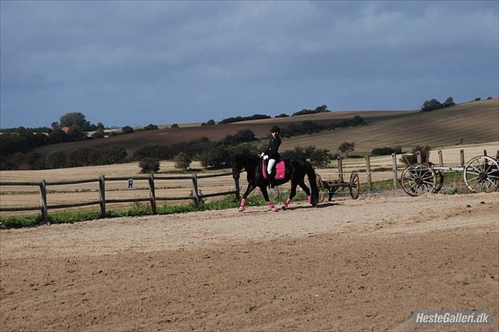 Anden særlig race Thyra - Første LC2 andenplads virkelig stolt! Foto Mathilde billede 16